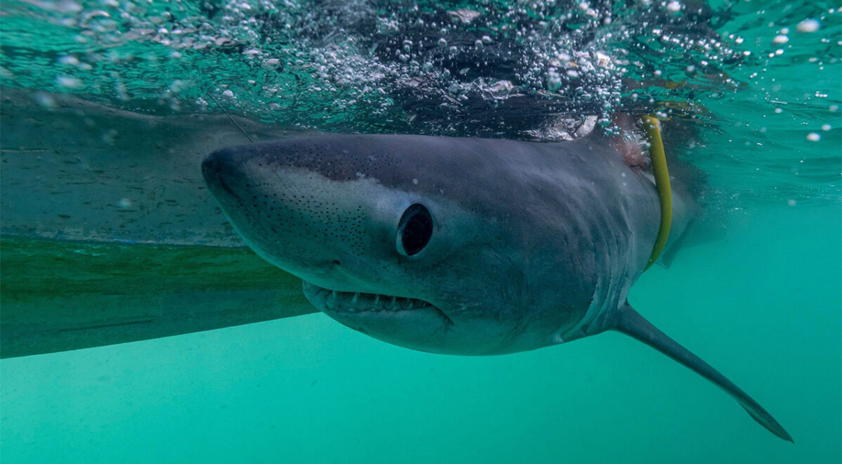 Requin taupe Mercredis de l'Espace des sciences