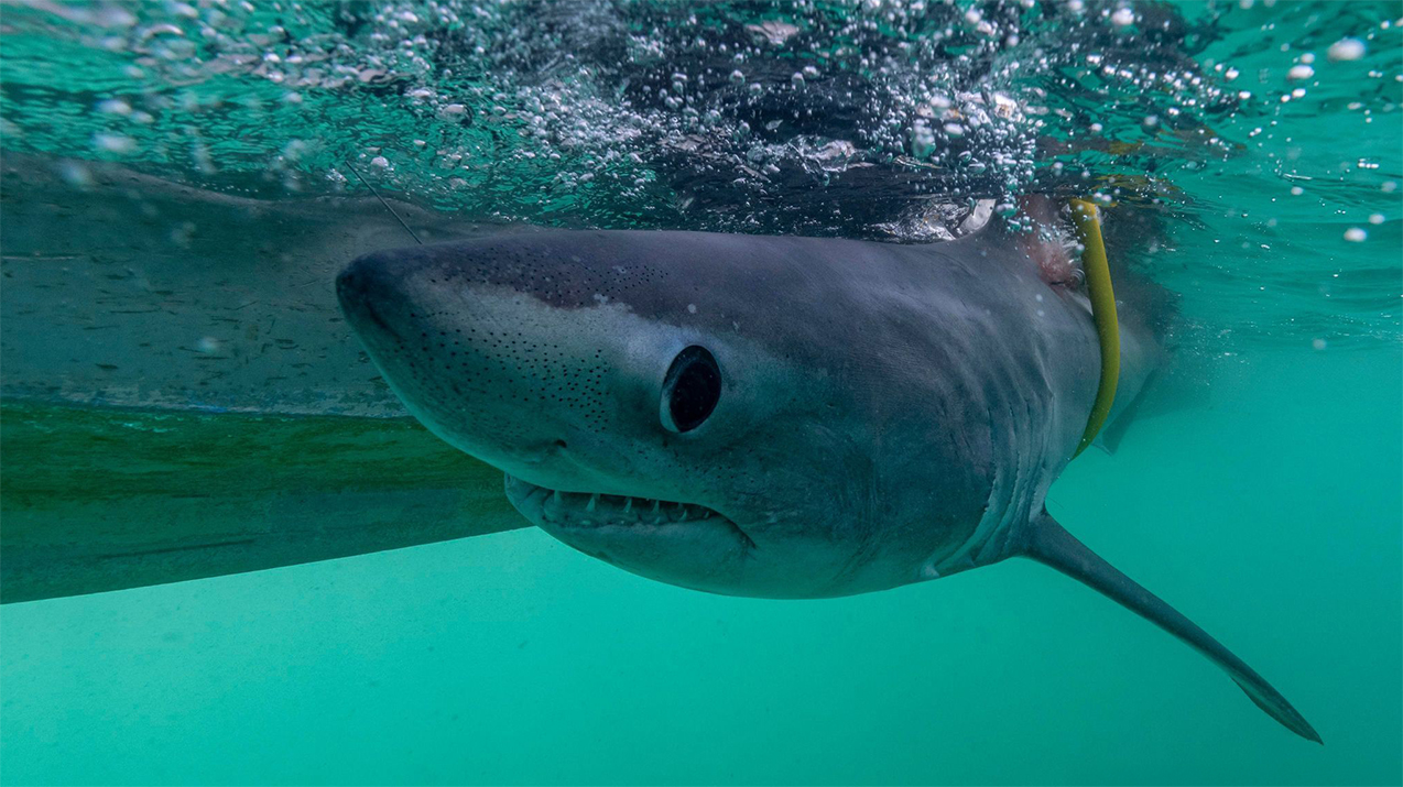 Requin taupe Mercredis de l'Espace des sciences